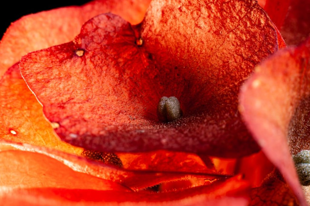 Gallbladder Polyps: Risk Assessment, Surveillance Protocols, and When Surgery Is Indicated