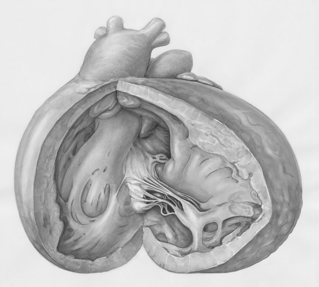 Spleen Picture Guide With Clear Anatomy, Location, and What It Looks Like